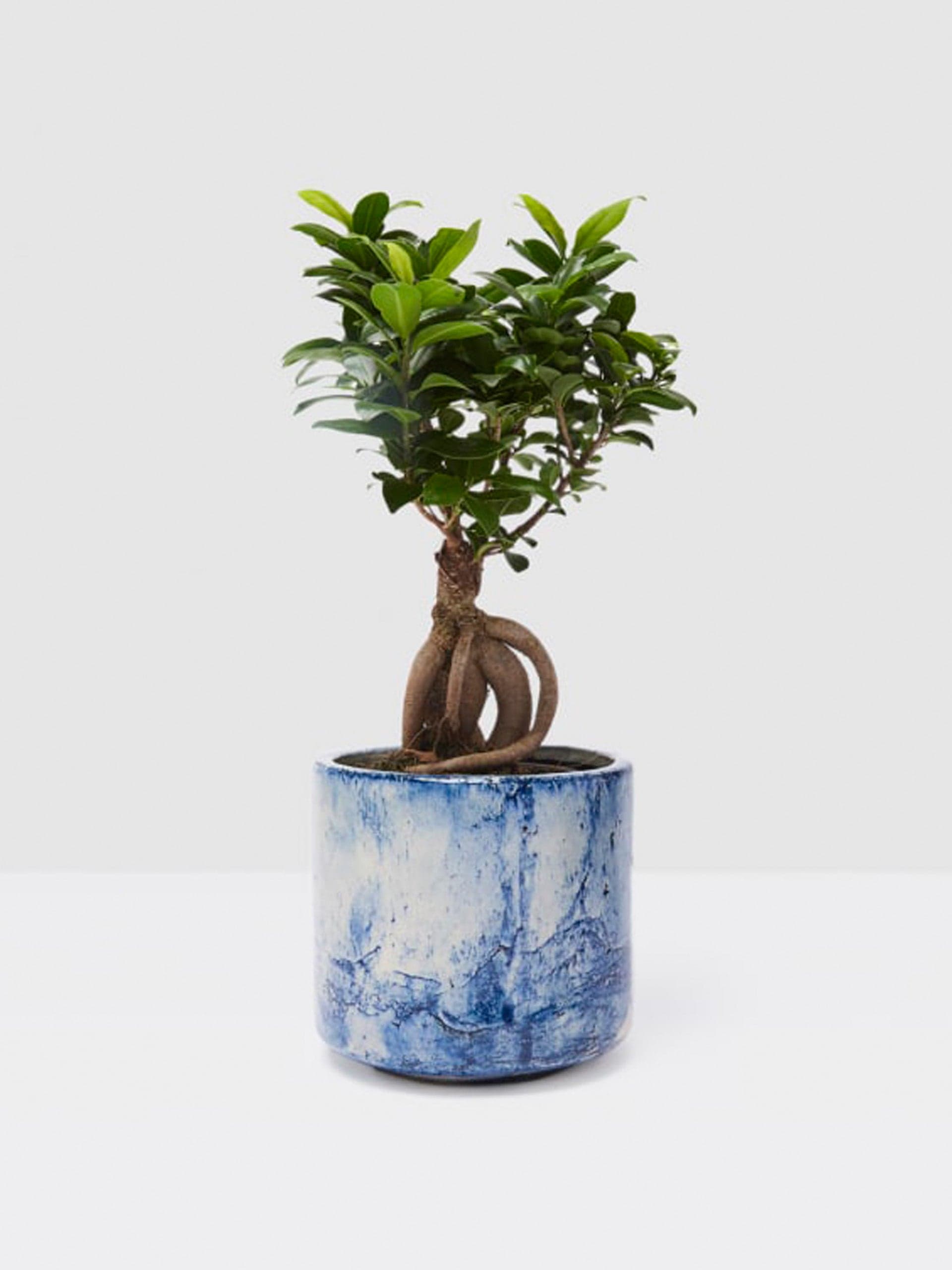 Ficus Ginseng